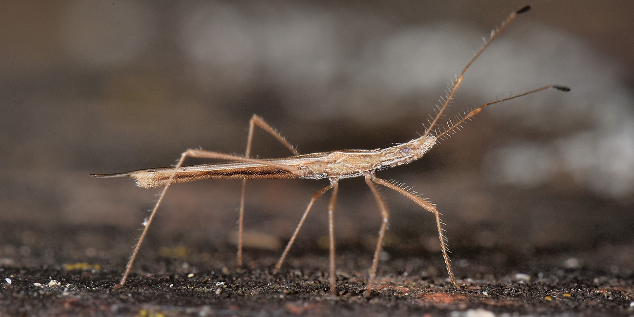 Berytidae: Berytinus hirticornis nigrolineatus